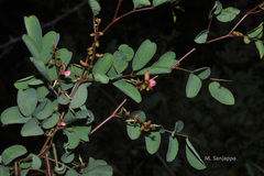 Indigofera longiracemosa